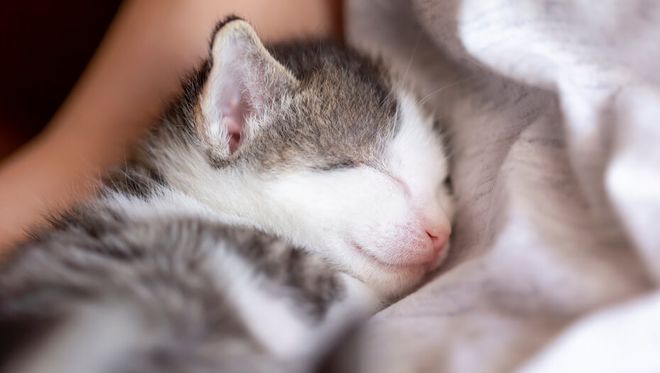 Quanto Tempo Dormem Os Gatinhos Purina